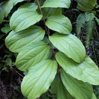 Ziziphus rugosa Lam.